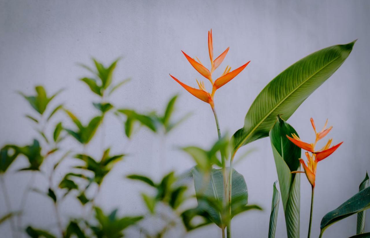 The Purple Hue Homestay Ngoại thất bức ảnh